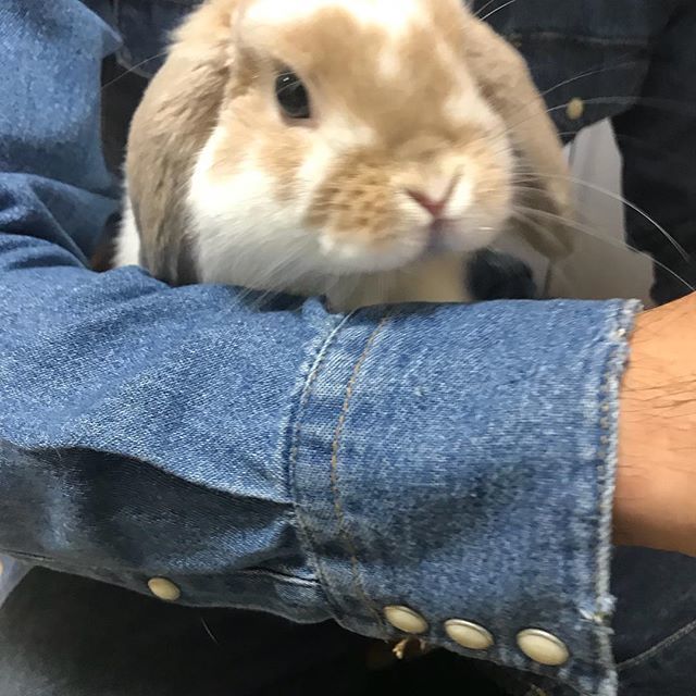 hn_h's tweet photo. winter is coming, getting much colder out there, but it’s warm and safe here! how are you?

#bunnies #rabbitsofinstagram #petstagram #cuteanimals https://t.co/JfEoPG0NmD