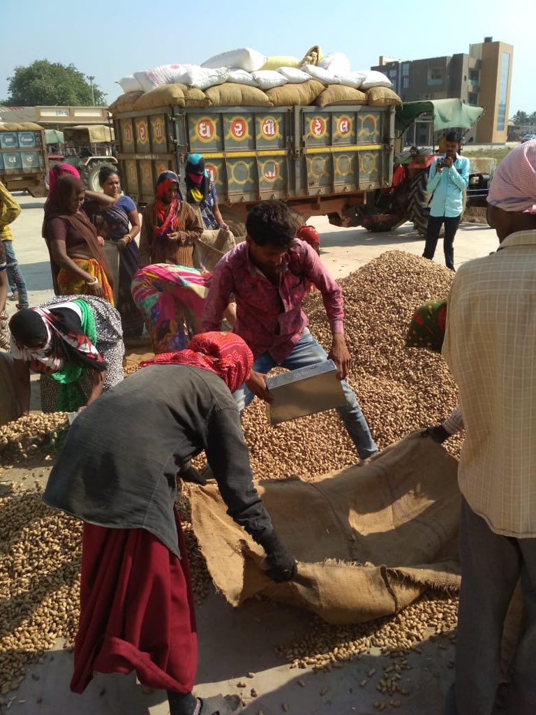 Procurement of groundnut at MSP starts in Gujarat from today, strict measures to check irregularity