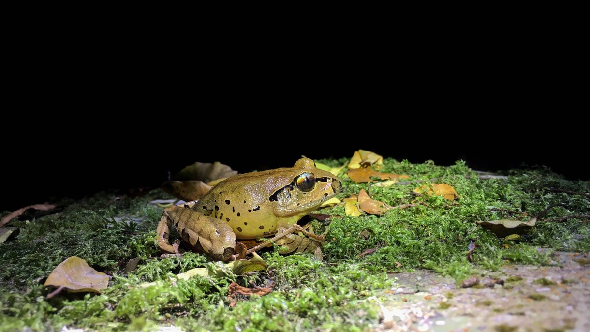 NicholasWuNZ's tweet photo. Celebrating #FrogIDWeek by looking for some frogs with @WCC_Podcast & @scott_eipper. We found some unique endangered critters to add to the @FrogIDAus list! #WildOZ https://t.co/VymQxLRY8f
