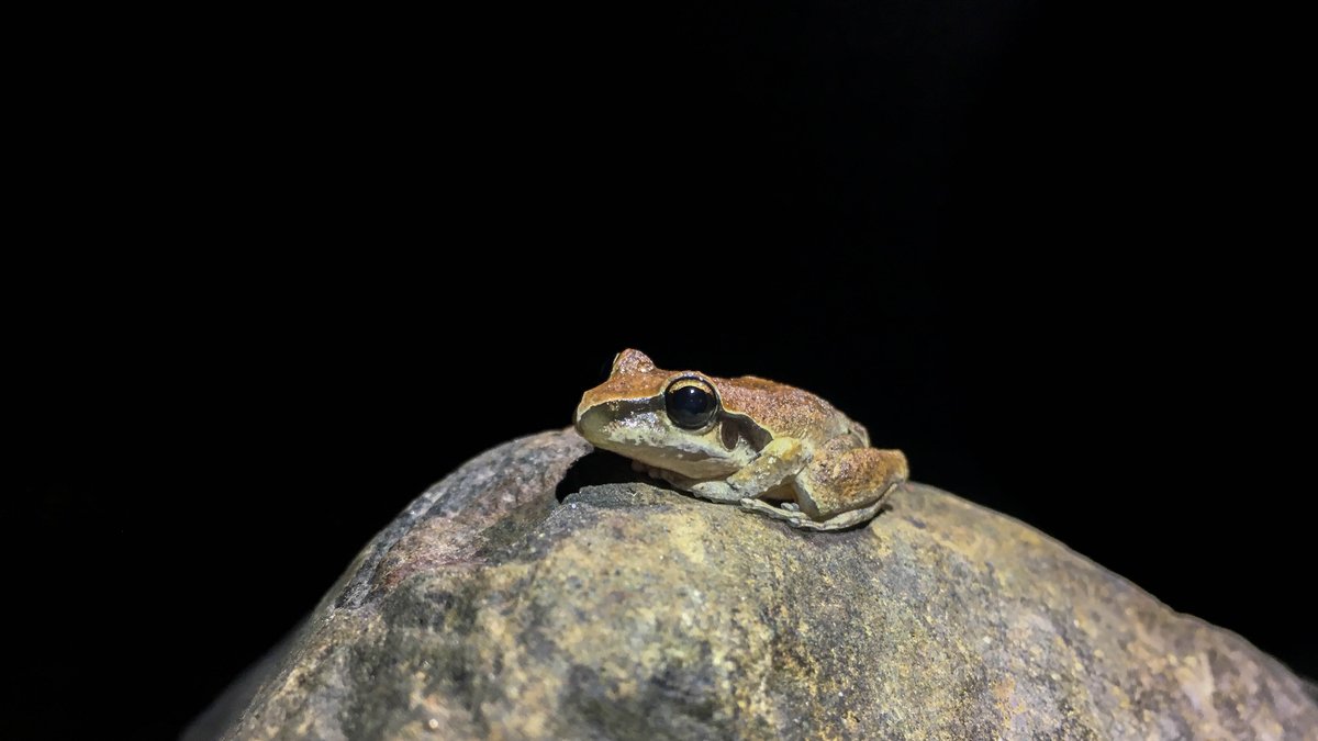 NicholasWuNZ's tweet photo. Celebrating #FrogIDWeek by looking for some frogs with @WCC_Podcast & @scott_eipper. We found some unique endangered critters to add to the @FrogIDAus list! #WildOZ https://t.co/VymQxLRY8f