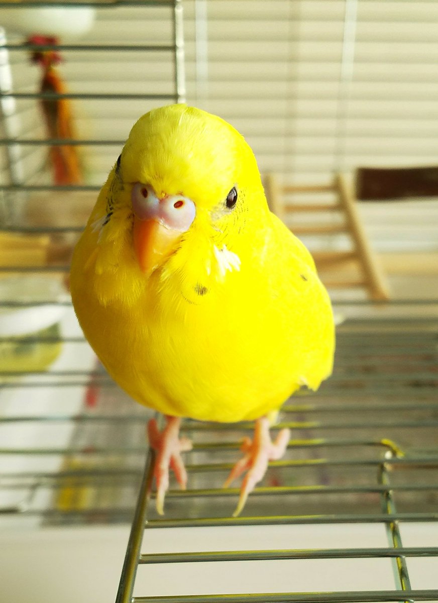 みー Ar Twitter かわいいインコ かっこいいインコ もふもふ気持ちいいインコ 今日は いいインコの日