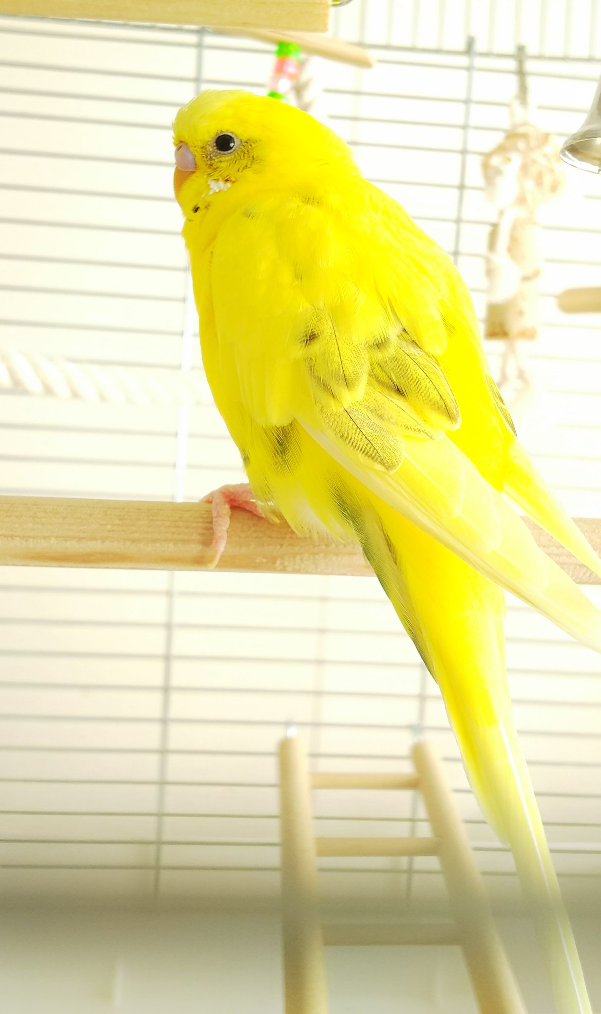 みー Ar Twitter かわいいインコ かっこいいインコ もふもふ気持ちいいインコ 今日は いいインコの日 みー Ar Twitter かわいいインコ かっこいいインコ もふもふ気持ちいいインコ 今日は いいインコの日