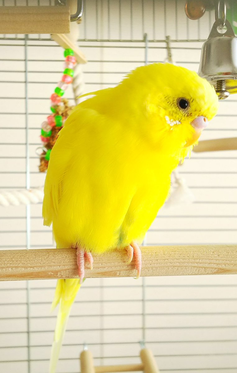 みー Ar Twitter かわいいインコ かっこいいインコ もふもふ気持ちいいインコ 今日は いいインコの日