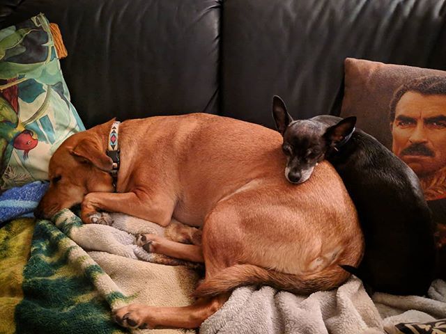 brucewayneatx's tweet photo. Brothers make the best pillows...and Tom Selleck, he's a pretty great pillow too. #bdubsanddilla https://t.co/S3JeubgS6E https://t.co/BQD9JeBRmn