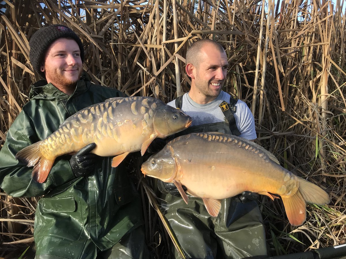 Four summer carp straight out of their growing pond looking flipping lovely in the late afternoon sunlight. #happyfishfarmer #vsfisheries