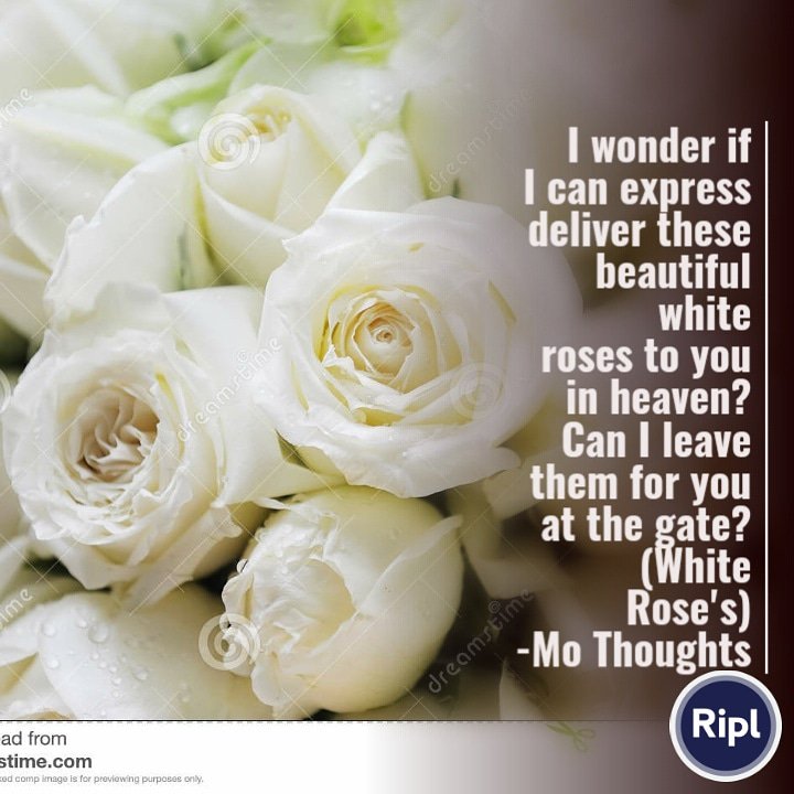 Beautiful Images Of White Roses With Quotes Good Morning With A