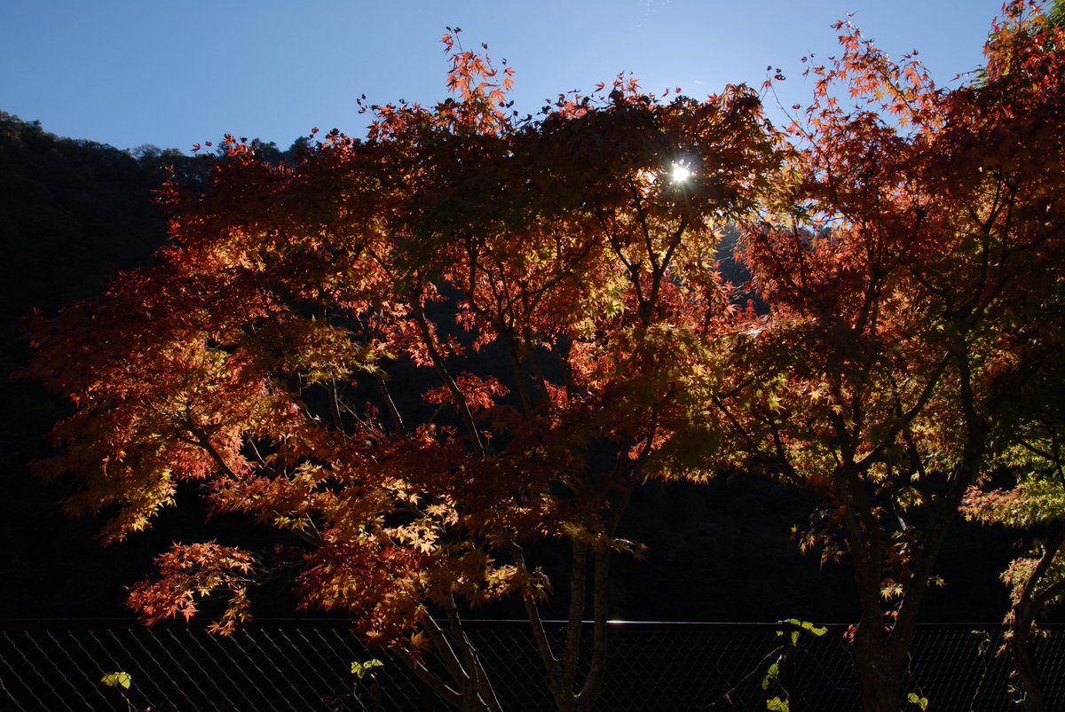 県立あいかわ公園 紅葉 あいかわ公園の紅葉は穏やかです 派手な紅葉はありません それでも鮮やかな紅葉がお好きならば 石小屋 ダムから宮ヶ瀬ダムへの散歩がお薦めです 宮ヶ瀬ダムへの道すがら 数は少ないながら見事な紅葉を楽しむことができます