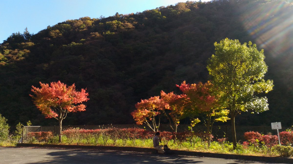 県立あいかわ公園 紅葉 あいかわ公園の紅葉は穏やかです 派手な紅葉はありません それでも鮮やかな紅葉がお好きならば 石小屋 ダムから宮ヶ瀬ダムへの散歩がお薦めです 宮ヶ瀬ダムへの道すがら 数は少ないながら見事な紅葉を楽しむことができます