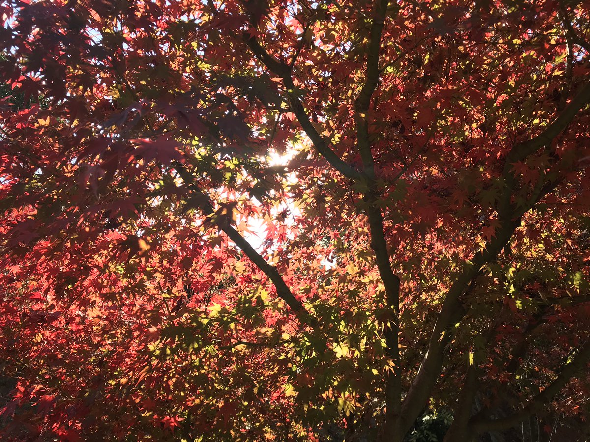 ays_thoughts's tweet photo. Me and maples. No others.
#enjoythefall https://t.co/VBBDV6otzo