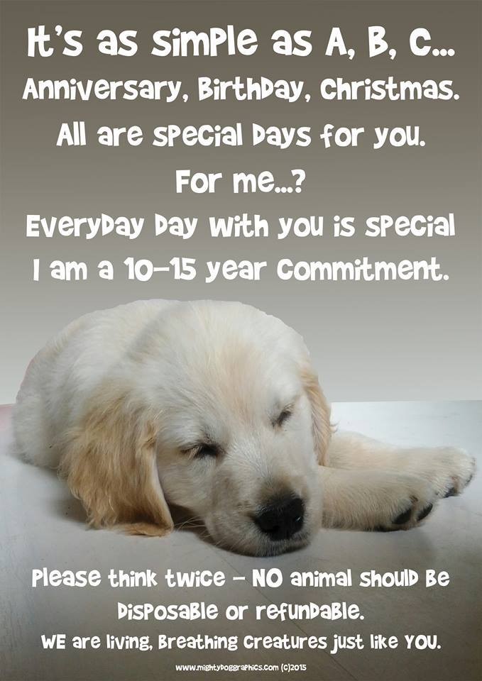 Doggosphere's tweet image. Please think twice. I am a 10-15 year commitment. 
via Mighty Dog Graphics