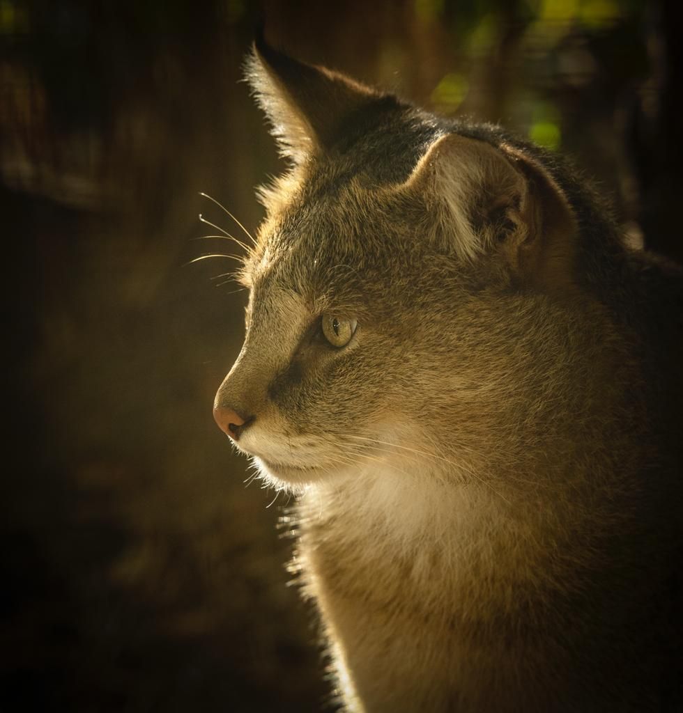 The star of today’s #ThrowbackThursday is our magnificent Jungle Cat, Jack. Did you know that Jungle Cats are also known as “reed cats” or 'swamp cats'? Huge thanks for this photo goes to our brilliant Lead Photographer, @almazleaper! #wildlifephotography #wildcats #BCSDidYouKnow