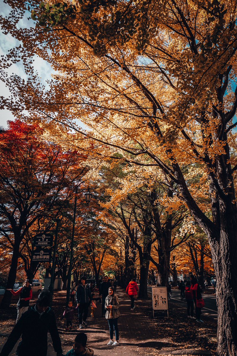 azrimazran's tweet photo. Hokkaido University. How I wish I had this view in my school. #hokkaidouniversity #hokkaido https://t.co/OXwtOdJPph