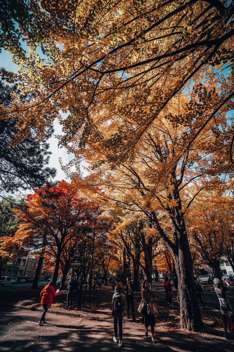 azrimazran's tweet photo. Hokkaido University. How I wish I had this view in my school. #hokkaidouniversity #hokkaido https://t.co/OXwtOdJPph