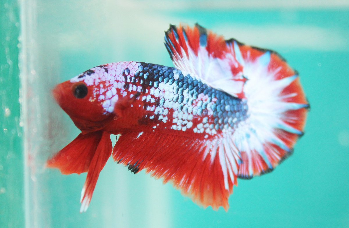 Fac Doeds On Twitter Plakat Betta Fish Bettafish Betta