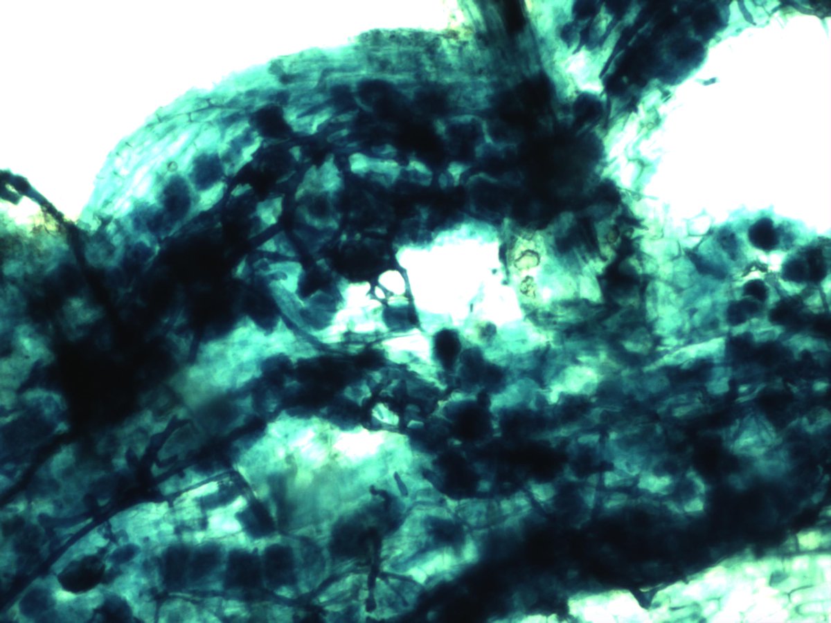 MaxymReva's tweet photo. #Arbúsculos e hifas de la #micorriza #arbuscular (400, 100, 40X) en una #raíz de #arroz tratado con MYCOGEL. #WeDoBio
#Arbuscules and hyphae of the arbuscular #mycorrhiza (400, 100, 40X) in a #rice root treated with #MYCOGEL. #RockYourCrops #KimitecGroup https://t.co/TwIboZK3Vb
