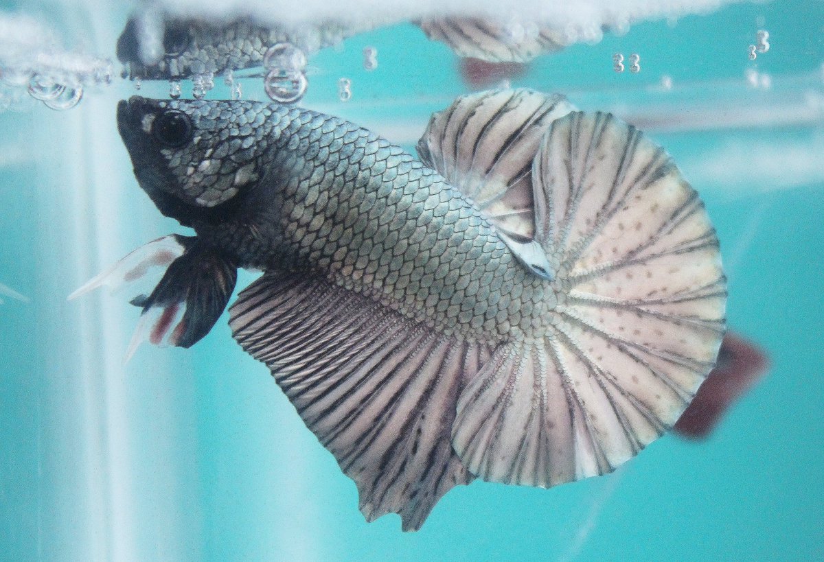 Fac Doeds On Twitter Plakat Betta Fish Bettafish Betta