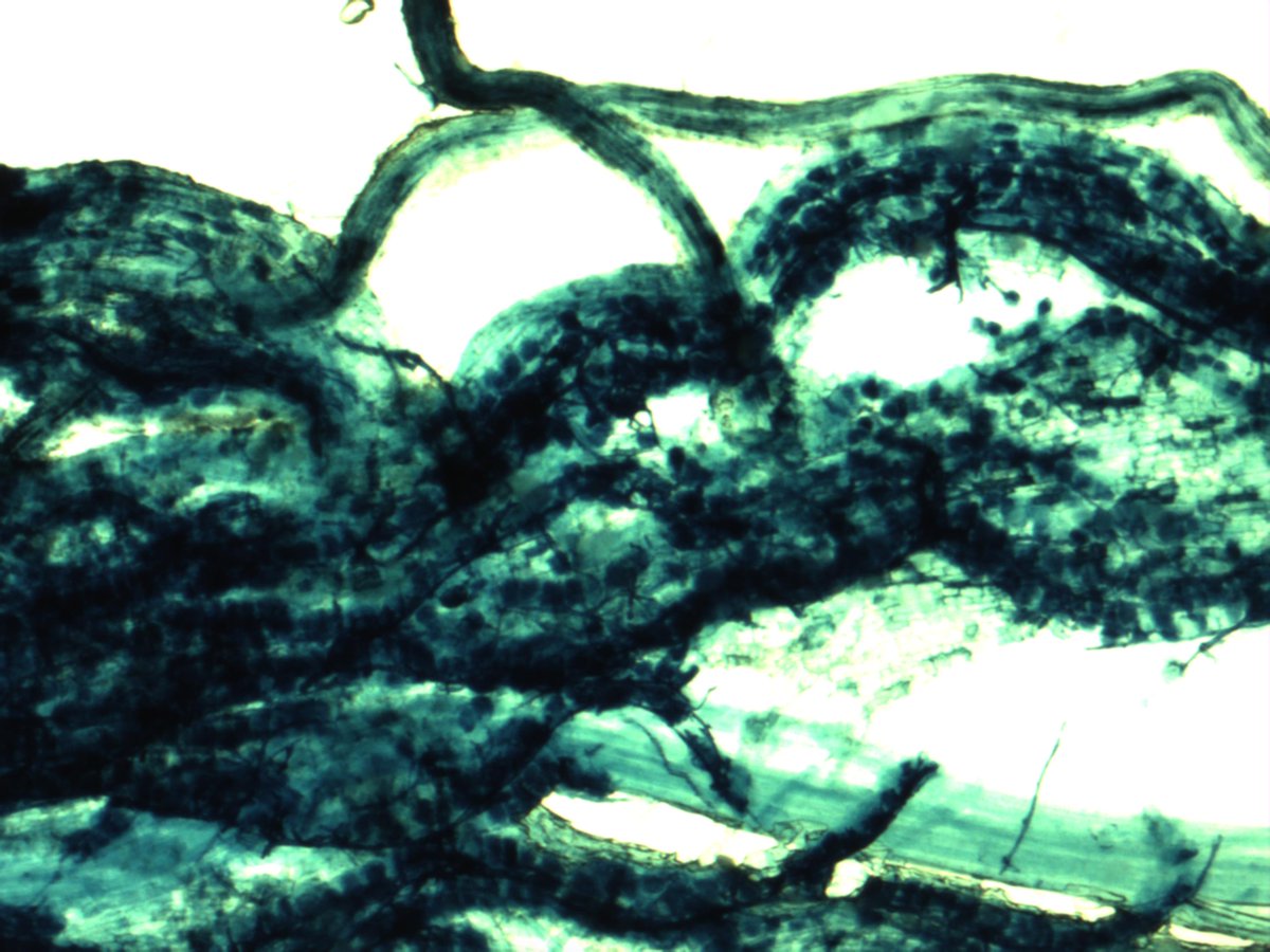 MaxymReva's tweet photo. #Arbúsculos e hifas de la #micorriza #arbuscular (400, 100, 40X) en una #raíz de #arroz tratado con MYCOGEL. #WeDoBio
#Arbuscules and hyphae of the arbuscular #mycorrhiza (400, 100, 40X) in a #rice root treated with #MYCOGEL. #RockYourCrops #KimitecGroup https://t.co/TwIboZK3Vb