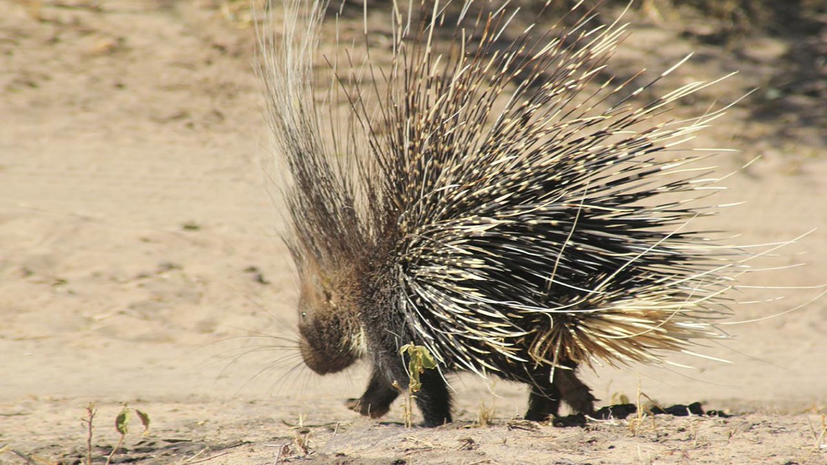 NaavaNabagesera's tweet photo. CRESTED PORCUPINE
The crested porcupine is a species of rodent whose body is covered with bristles which are either dark brown or black. when disturbed, they raise and fan their quills to make themselves look bigger, stamp their feet and charge the disturbed. #UgandaWildlife https://t.co/XGHu1DQP1B