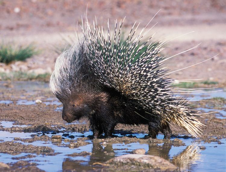 NaavaNabagesera's tweet photo. CRESTED PORCUPINE
The crested porcupine is a species of rodent whose body is covered with bristles which are either dark brown or black. when disturbed, they raise and fan their quills to make themselves look bigger, stamp their feet and charge the disturbed. #UgandaWildlife https://t.co/XGHu1DQP1B