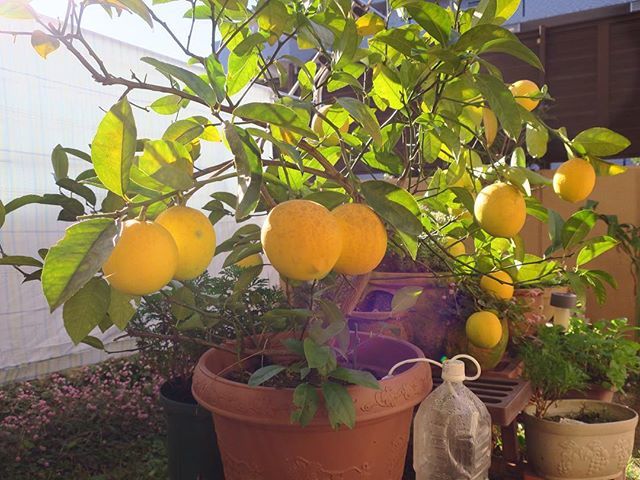 そら豆 בטוויטר 鉢植え6年目のレモン 1個収穫して使ったので 残り14個 家庭菜園 果樹 レモン Lemon 檸檬 T Co P9pd8jmw72