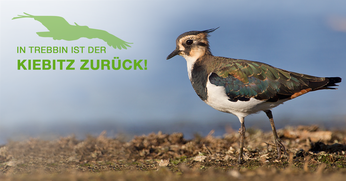BASF_Agro_DE's tweet photo. Tolles Ergebnis aus dem #BASFFarmNetzwerk Nachhaltigkeit: Auf der Untersuchungsfläche in Trebbin wurde nachgewiesen, dass der Kiebitz, wieder zurück ist! Wir monitoren auf 1.596 ha den Vogelbestand. https://t.co/WQSe6Io8MI https://t.co/KSC47Nbq7y