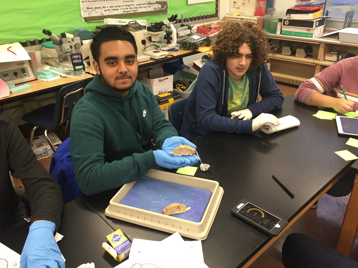 MalverneSTEM's tweet photo. Dissecting sheep brains in Human Body Systems #gomules #malverneusfd https://t.co/1k5Et01a4D