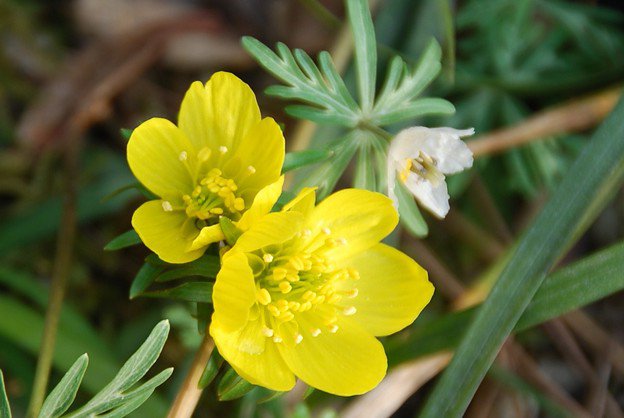 世界の花図鑑 على تويتر エランティス 光沢を帯びた鮮やかな黄色の花 乱獲や自生地の環境破壊によって希少植物に指定されています 花言葉は 人間嫌い