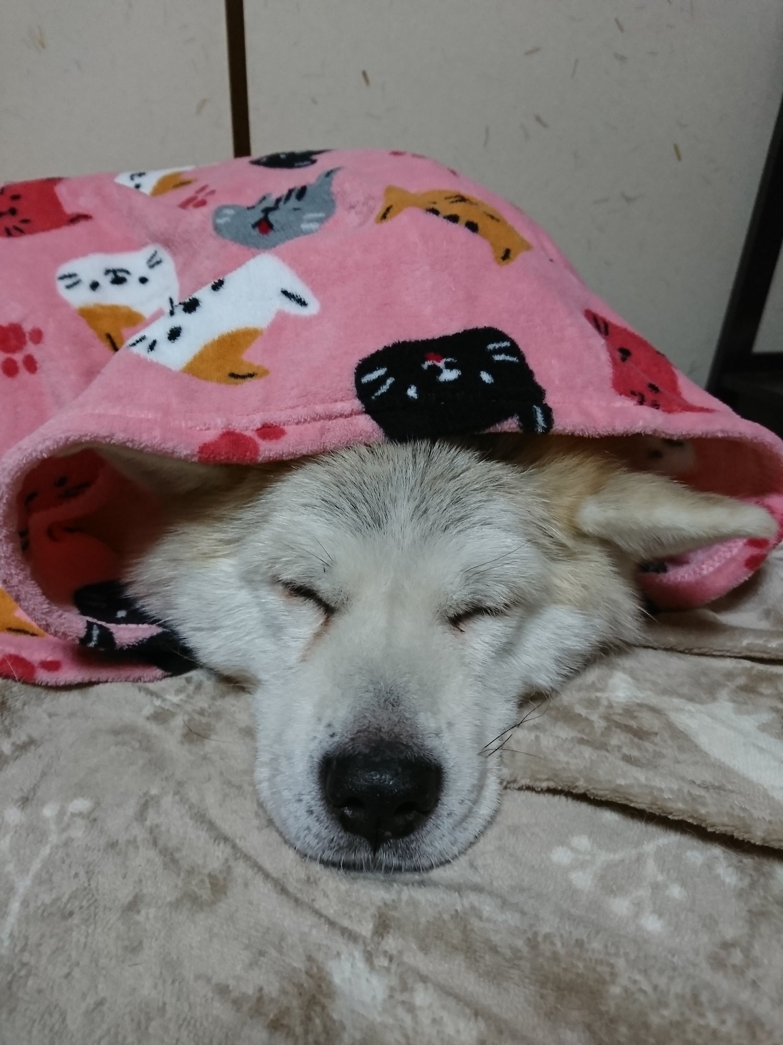 とら V Twitter 我が家のベッドにピンクのかまくらが出現した 秋田犬 犬好きさんと繋がりたい とら V Twitter 我が家のベッドにピンクのかまくらが出現した 秋田犬 犬好きさんと繋がりたい