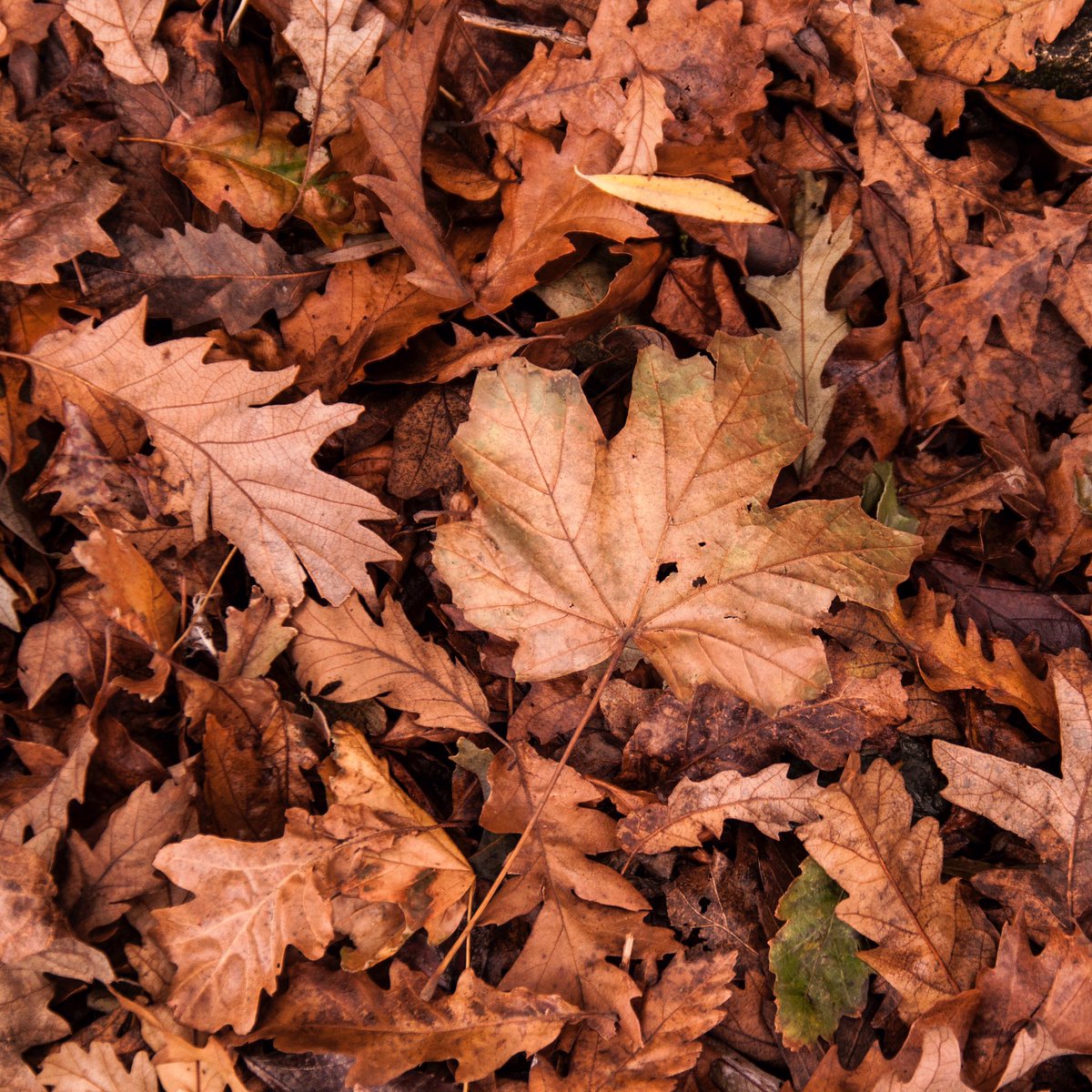Our Seasons table is available with either a Copper, Black Patinated or mild Steel base.

Find it here - foresttohome.com