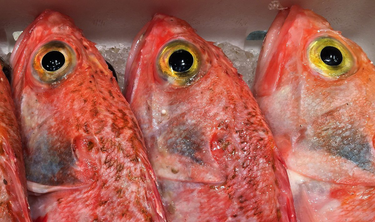 Oceans_Pilar's tweet image. Why @EP_Fisheries should VOTE next week to create a #TrawlFreeZone up to 100m depth all year round?

1⃣ To #StopOverfishing
2⃣ To protect juveniles of commercial species #undersize 🐟
3⃣ To protect sensitive habitats 
4⃣ To support Small Scale Fisheries #LowImpactFishing