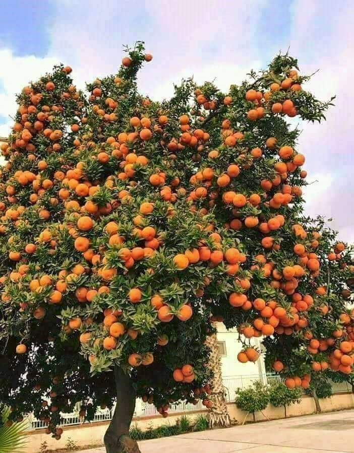SureshkumarSR6's tweet image. orange tree .. ......