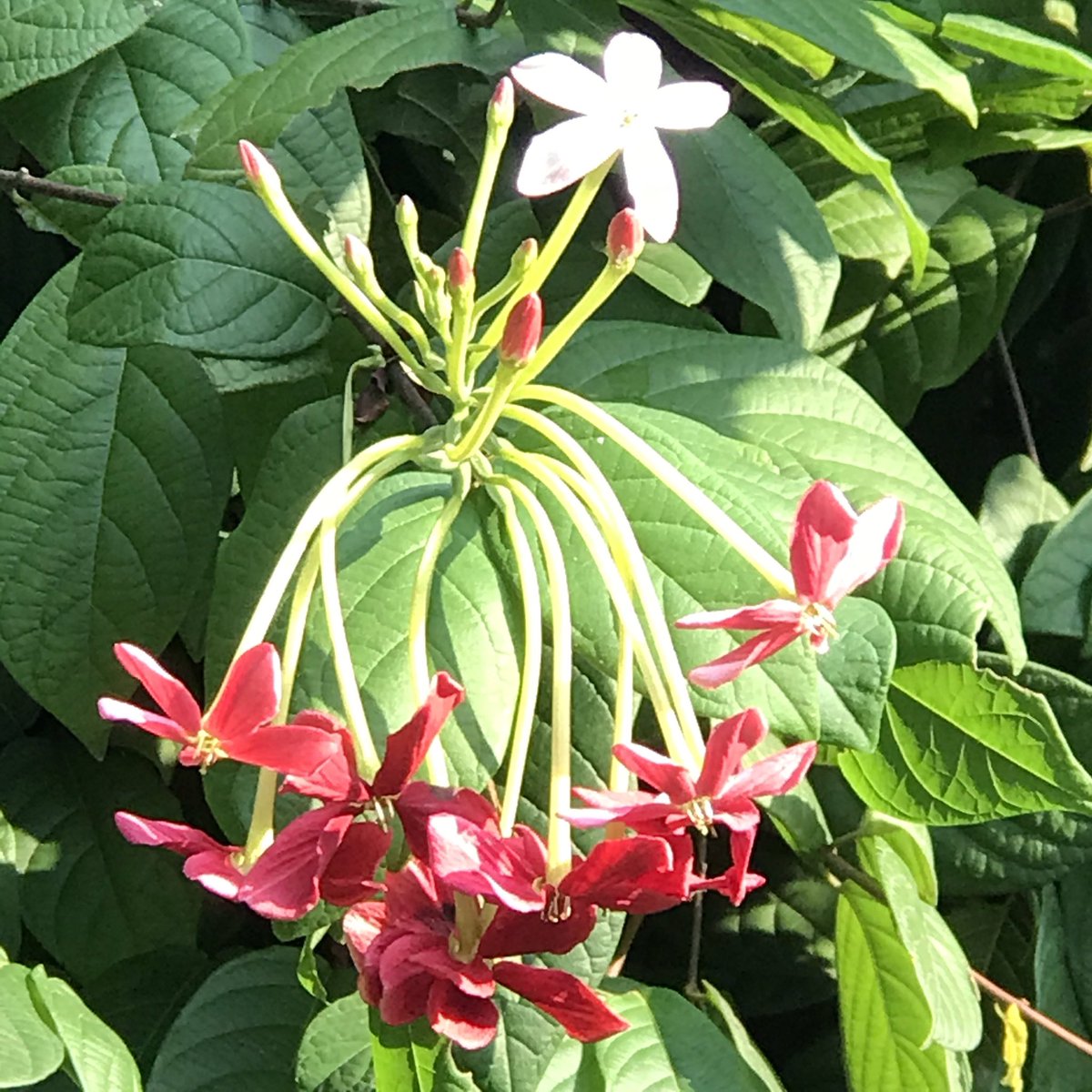 Combretum indicum (Rangoon creeper) is a smart flower It is initially white and opens at dusk. This attracts hawkmoths with long tongues for pollination. On the second and third days it turns pink and red attracting day flying bees and birds!From the wilderness of  #JimCorbett