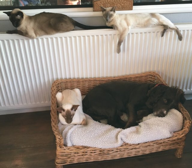Diablo_Siamese's tweet photo. All our #boys in one place β₯οΈ#radiatorhuggers #redtheworkingcockerspaniel #voodythedood #willow #handsomedevil #WinterIsHere #CatsOfTwitter #catsofinstagram https://t.co/0nbQaEAnDV