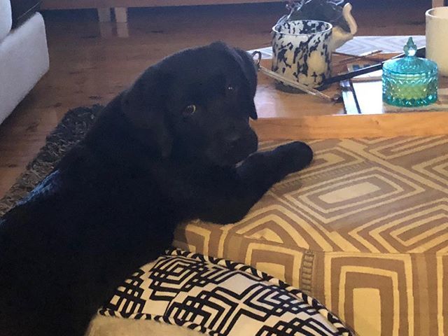 Caught in the Act 🤣 Luna sneaking out of her bed trying to grab my candles!!! Oh she is just too cute 🐶 ift.tt/2DkIimd