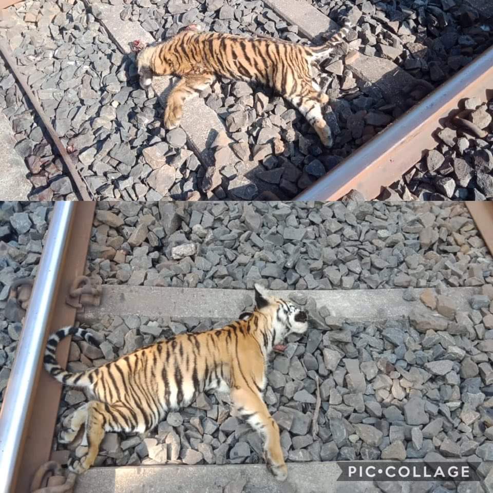 ketan83's tweet photo. Two Tiger cubs found dead on railway track near Junona range of forest in Chandrapur district Maharashtra.
Firstly We Have Reduced The Huge Forest Area Into Matchbox Size For The Sake Of Development.
Now We Are Behind Tiger Extinction.
@deespeak #SaveWildlife @RoadkillsIndia https://t.co/vAr3qI1cK3