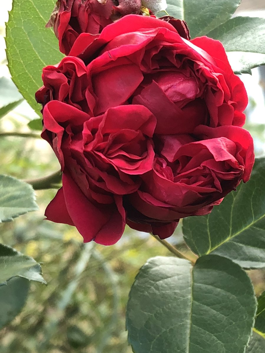久しぶりの薔薇🌹

ジェントルハーマイオニー🌹
ダムドシュノンソー🌹
ルージュピエールドロンサール🌹
ルージュは ヘンテコな形😅