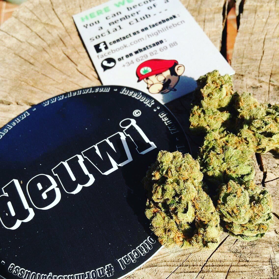 Freakys420's tweet photo. Super Silver Haze !!! 🤯🤯🤯 Contact us for more information about club in Barcelona. 🇬🇧🇫🇷🇺🇸🇪🇸🇨🇦 #weedlife #weed420 #420 #710 #haze #skunk #kush #bcn #barcelona #cannabisclub #coffeeshop #hashbar #thc #cbd #bcnweed #weedtour #normalsiçatousse #deuwi #duby #hightimes #highlife https://t.co/HuGFXRj2Nu