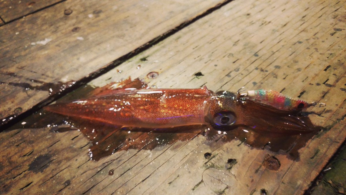 Yamashitamaria Twitter Search