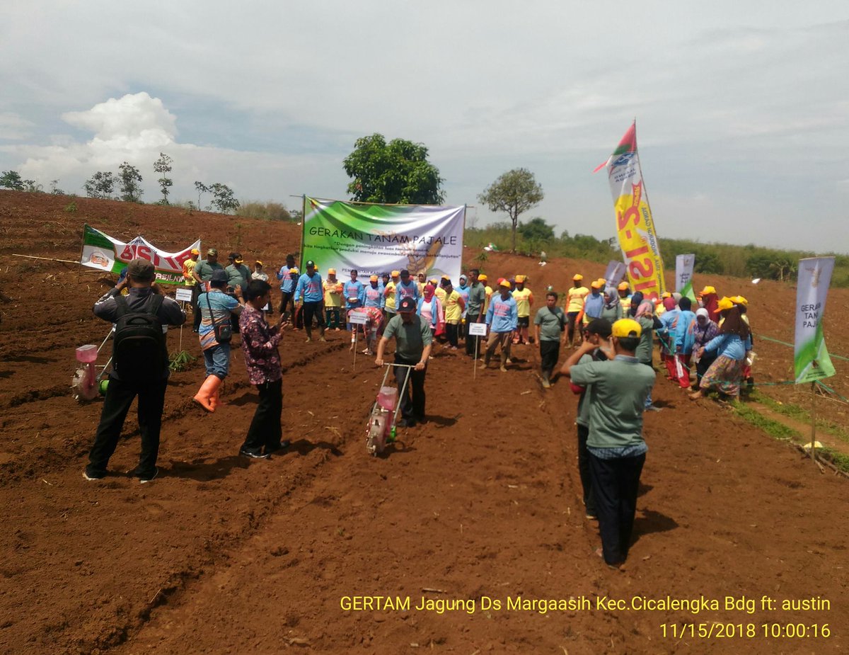 distanhortijbr's tweet photo. GERTAM PAJALE Komoditas Jagung Hibrida BISI
Di Desa Margaasih Kec. Cicalengka Kabupaten Bandung. Kamis, 16 November 2018.
#distanhorjabar #bptph #jabarjuara #pertanianjabar #jawabarat #jabar #farmer #petani #agriculture #pertanian #penyuluh #popt #food #pangan https://t.co/H0Lqjn8ULI