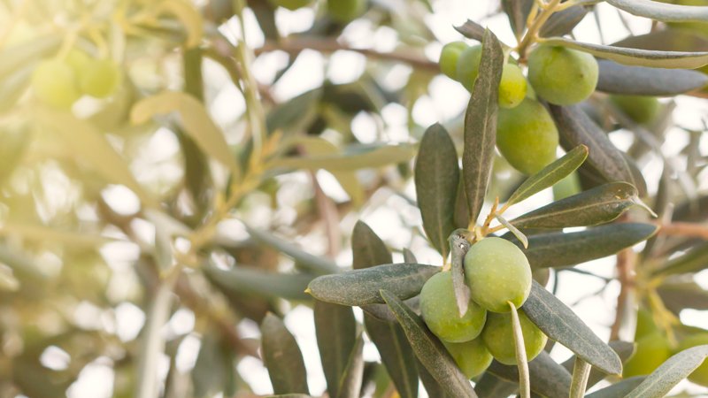 Veneto Agricoltura ha registrato un incremento dello 0,4% della superficie coltivata ad uliveti con un rispettivo incremento del 35% del raccolto rispetto allo scorso anno. Scopri maggiori dettagli sul nostro #blog ! bit.ly/2QQG3e4
#tobeverona #ulivi #olio #raccolto2018