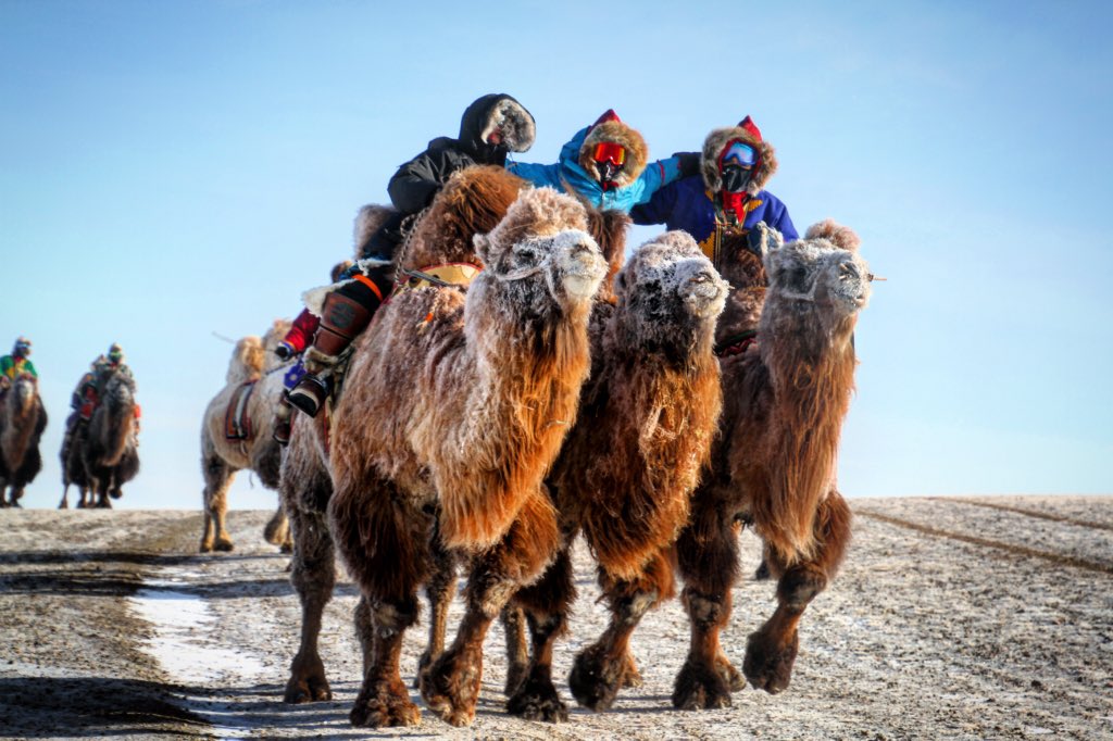 ChloeAdventurer's tweet image. Who’s coming with me? I have two spots left on our January expedition. 300km, 7000ft mountains, camels and snow what’s not to love? #gobicoldcamel