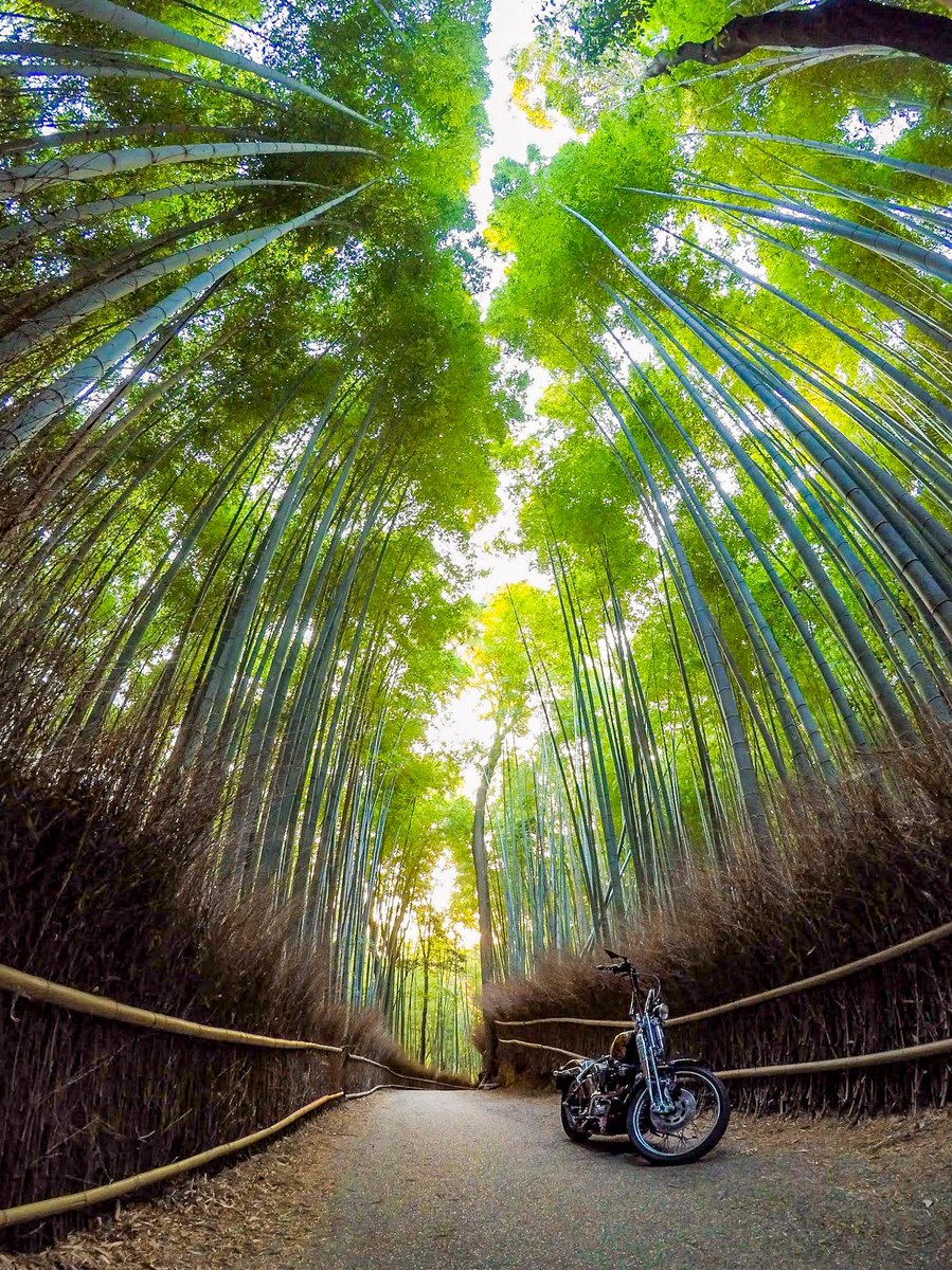 Gopro Japan この世で最も落ち着く休憩所 Knuckleheadmgo Gopro Goprojp Goproのある生活 Harleydavidson ハーレー ツーリング バイク 竹林