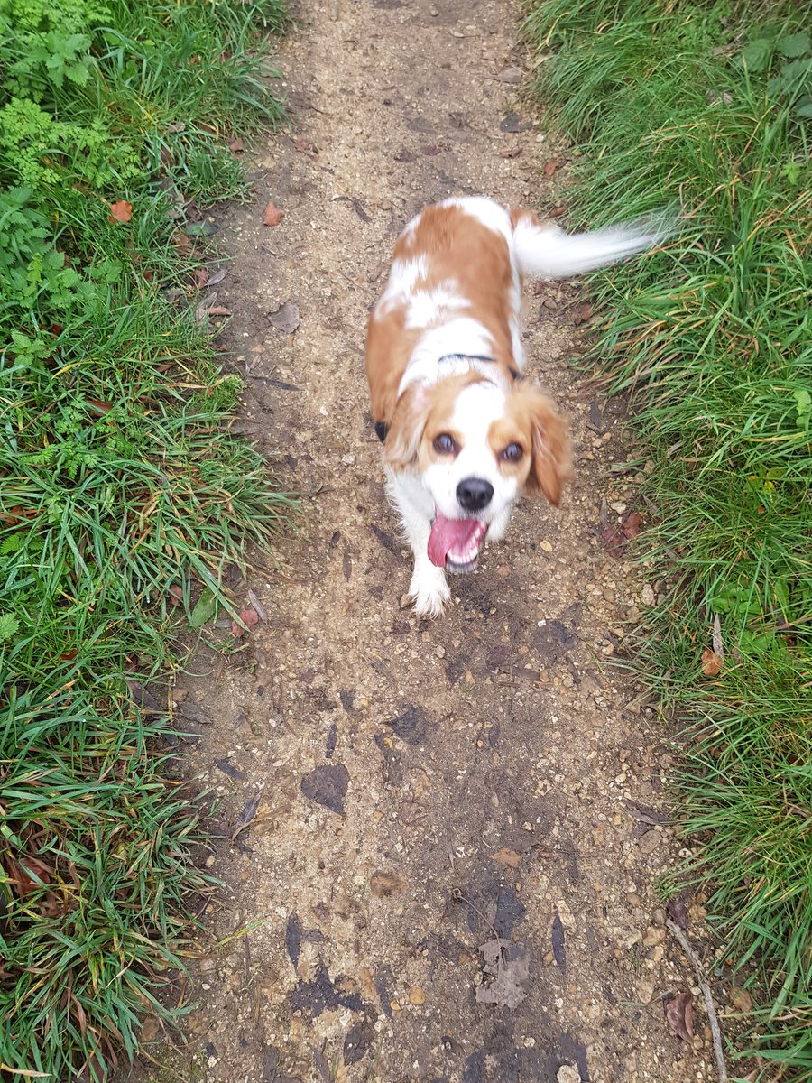 norma_noyce's tweet photo. First run after 10w due to morning sickness, didn't go far or fast but it felt so amazing. In the autumn leaves, surrounded by nature #mindfullness #lookhowhappyheis https://t.co/k40xdj0TkX