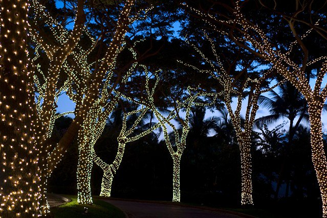LedStore2's tweet photo. Senza un abete non è impossibile addobbare un albero di Natale! 
Che ne diresti di ricoprire di catene luminose tutti i rami e i tronchi del tuo giardino? 
_ 
Visita https://t.co/6In4d3DkPb e lasciati ispirare dalle nostre idee! 
https://t.co/q2e3CjWvf8 https://t.co/vcL4vgVSKv
