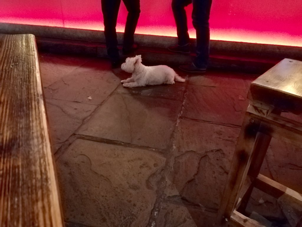 DogFriendlyYks's tweet photo. There's a doggie on the dance floor @CobblestonesBar https://t.co/tImls05CIL