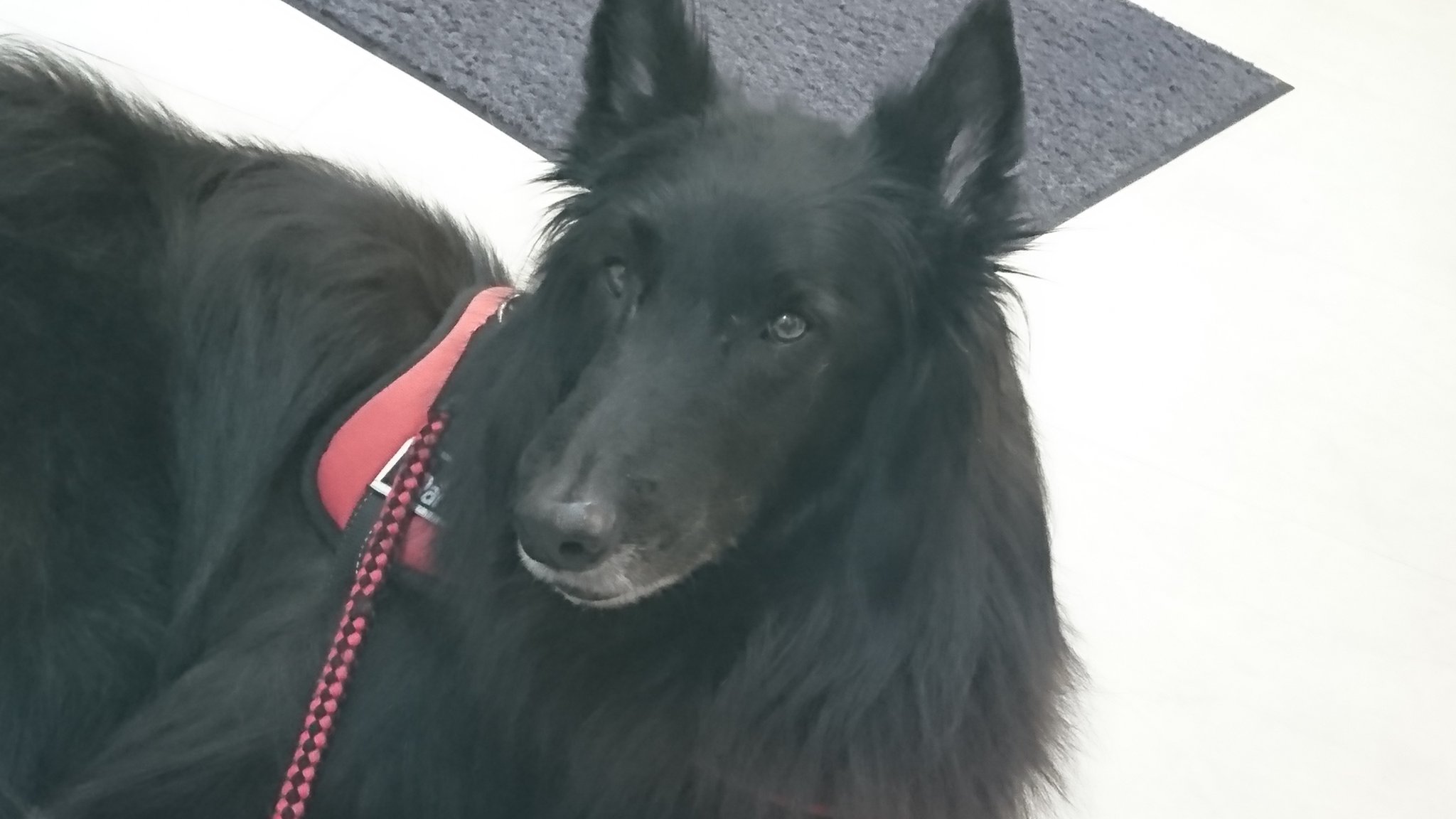 Ritoru なんだかリーがイケメンだ 病院にて撮影 笑 ベルジアングローネンダール T Co Hdobhjwfog Twitter Ritoru なんだかリーがイケメンだ 病院にて撮影 笑 ベルジアングローネンダール T Co Hdobhjwfog Twitter