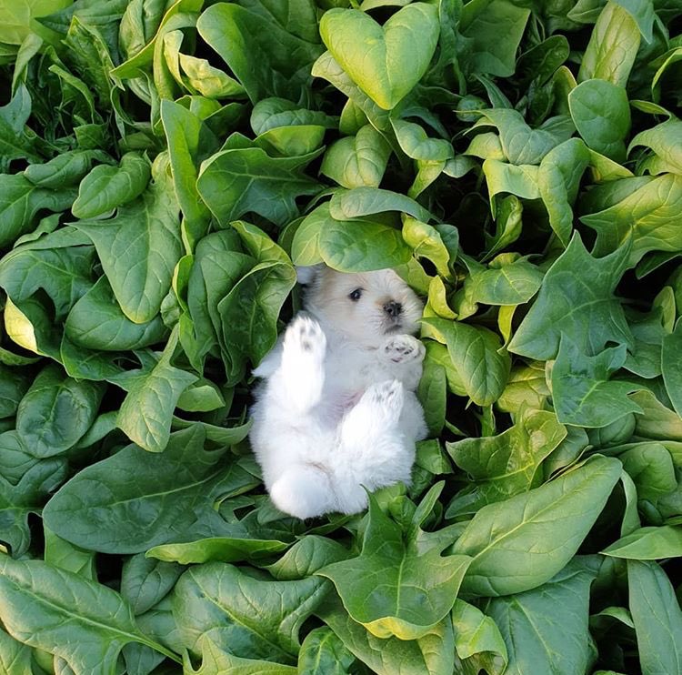 gameover_k's tweet photo. โว้ยยยยยยย นุหมาเร้กเป็นพืชใบเขียวจ้า 😭🌿 https://t.co/9oemr4BgjZ