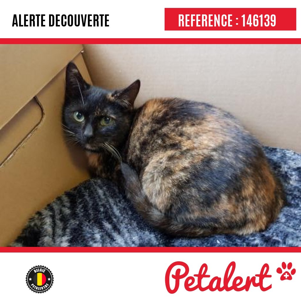 Petalert Belgique Trouve Chat Liege Herstal Petalert Pet Alert T Co Gqo9strxki