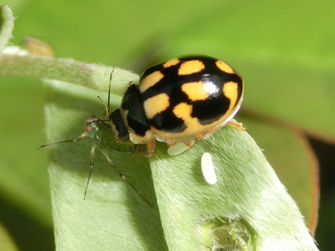 風信子 かのこ No Twitter ヒメカメノコテントウ初めて見つけました 黄色が美しい よく見たらアブラムシ捕食中 ٥ 足もとの白いものはなんだろう 昆虫 テントウムシ ヒメカメノコテントウ T Co Lrkxsg0j Twitter
