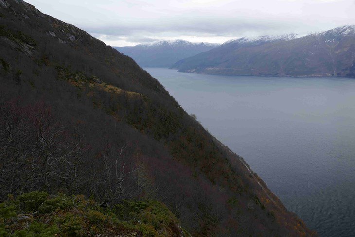 Vi har sendt eit framlegg om oppretting av Kvist naturreservat i Balestrand kommune på høyring. Høyringsfristen er 15. januar 2019. (Foto: Tom Dybwad) fylkesmannen.no/Sogn-og-Fjorda…